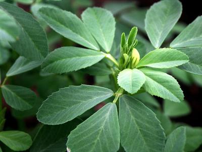 FENUGREEK Herb Seeds heirloom trigonella foenum-graecum Hu Lu Ba Methi Semen Free Shipping