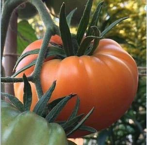 Kellogg's Breakfast Tomato 25 - 1000 Seeds Heirloom Unique Bulk Very Productive! Clearance Best