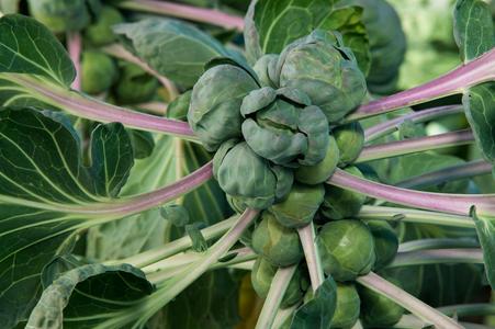 3 Live 4 7 inch Seedlings BRUSSELS Sprouts Long Island Improved Healthy Latest Collections Cheap Pice