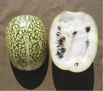 10 Seeds Shark Fin Melon Chilacayote Fig Leaved Malabar Gourd Heirloom Very Rare Outlet 2025 New
