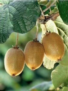 Kiwi Fruit Chinese Gooseberry 120 - 5000 Seeds Actinidia chinensis Green Vine Cheap Sale Best Wholesale