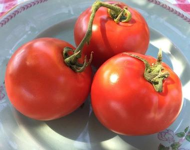 Homestead Tomato 100 - 6400 Seeds Heirloom Survival Huge Heavy Producer! Classic Slicing Discount Professional