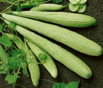 Armenian Yard-Long Cucumber 30 - 1 LB Seeds Snake Melon Burpless Heirloom Bulk Discount Fashionable