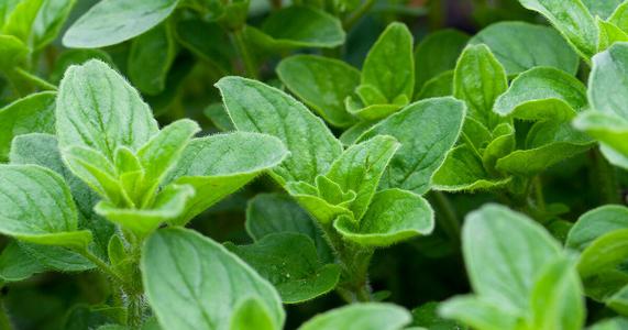 Italian Oregano 300 - 256,000 Seeds Origanum Vulgare Bulk Wholesale pizza spice Herb Big Discount Online