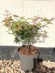 Acer palmatum 'Little Princess' / Japanese Maple: 3L Pot : 40-50cm High (exc pot) Sale Shop Offer