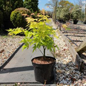 Acer palmatum 'Orange Dream' / Japanese Maple : 3L Pot : 30-40cm High (exc pot) Lowest Pice Cheap Pice