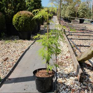 Acer palmatum 'Dissectum' / Japanese Maple : 3L Pot : 40-60cm High (exc pot) Shipping Outlet Store Online