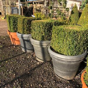 Buxus sempervirens / Box Cube : 50L Pot : 50cm High (exc pot) Official For Sale