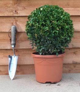 Buxus sempervirens / Box Ball : 3L Pot : 22-25cm High (exc pot) Largest Supplier