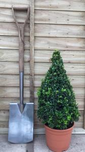 Buxus sempervirens / Box Cone : 6L Pot : 55-65cm High (exc pot) Cheap Very Cheap