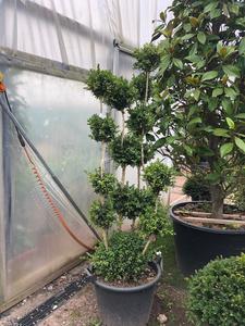 Buxus sempervirens / Box Pom Pom : 50L Pot : 150-175cm High (exc pot) Buy Cheap Eastbay