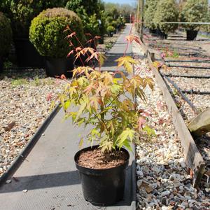 Acer palmatum 'Katsura' / Japanese Maple : 3L Pot : 30-40cm High (exc pot) Big Sale Cheap Online