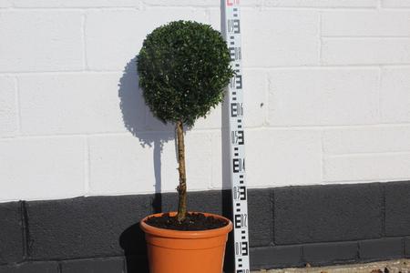 Buxus sempervirens / Box Standard : 12L : 65-70cm High (exc pot) Top Quality Cheap Pice