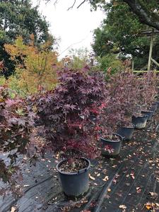 Acer palmatum 'Bloodgood' / Japanese Maple : 20L Pot : 120-130cm High (exc pot) Big Discount Cheap Pice
