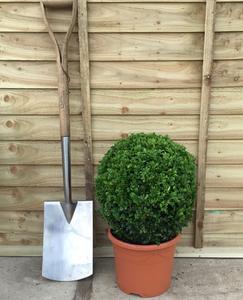 Buxus sempervirens / Box Ball : 5L Pot : 30cm High (exc pot) 2025 Sale Online