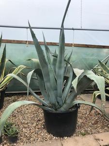 Agave americana / Century Plant : 130L Pot : 80-100cm High (exc pot) Clearance With Credit Card