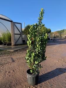 Arbutus unedo / Strawberry Tree : 10L Pot : 100-120cm High (exc pot) Clearance Wiki