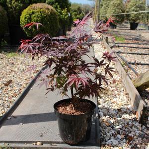 Acer palmatum 'Pixie' / Japanese Maple : 3L Pot : 30-40cm High (exc pot) 2025 Cheap Pice