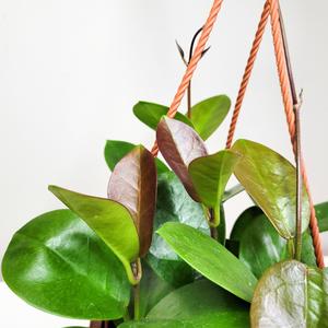Hoya australis Sale Big Discount