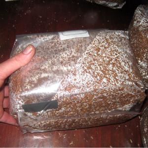 King Stropharia Grain Spawn - The Garden Giant Outlet Deals