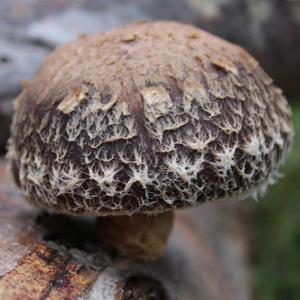 Shiitake Grain Spawn Discount Newest