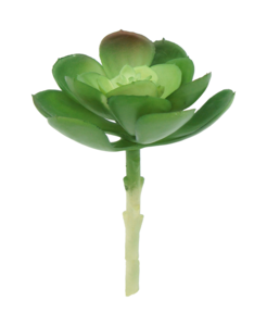 R203305-1 SUCULENTA FLOR 10 X 15 CM VERDE Sale Best Pices