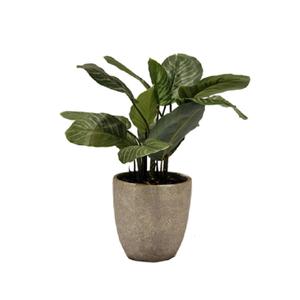 CALATHEAS PLANT Discount Shop Offer