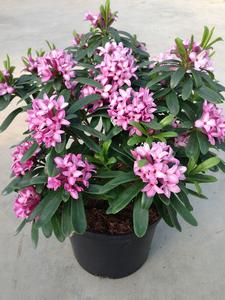 DAPHNE ODORA PINK Sale Shop