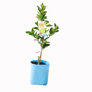 CITRUS DWARF LIME TAHITIAN 5L/20CM Sale Big Discount