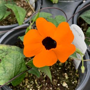 Black Eyed Susan Vine Cheap