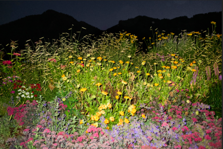 Mountain Flowers Best Wholesale Cheap Pice