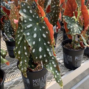 Begonia Maculata Pay With Paypal