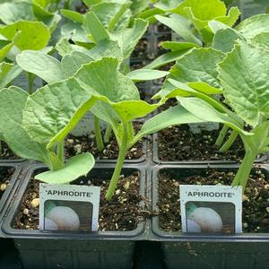 Aphrodite Cantaloupe Plants Discount Online
