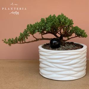 Bonsai lines Cheap Sale Get Authentic