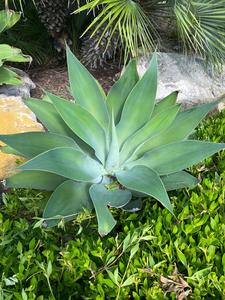 Agave Blue Fantastic, Agave Attenuata Amazon For Sale