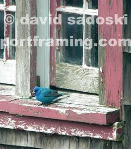 INDIGO BUNTING Best