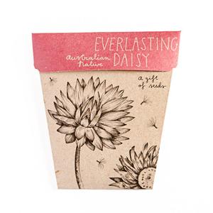 Everlasting Daisy Gift of Seeds Sale Nicekicks