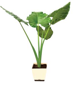 Alocasia Big Cheap Eastbay