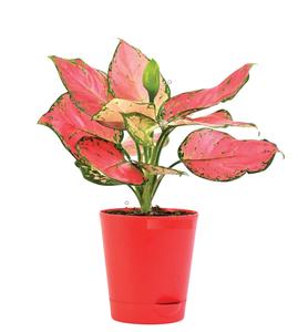 Aglaonema Pink Beauty in Plastic pot 2025 Online