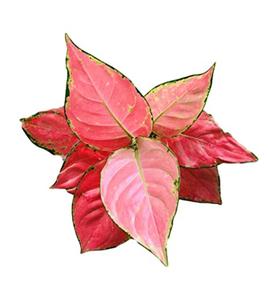 Aglaonema Pink Beauty in Self Watering Pot Get To Buy Cheap Online