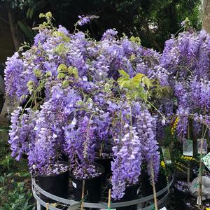 Wisteria floribunda Mauve Purple Japanese Wisteria Sale Official