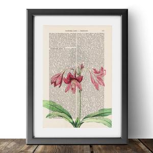 Amaryllis - Flower Buy Cheap Comfortable