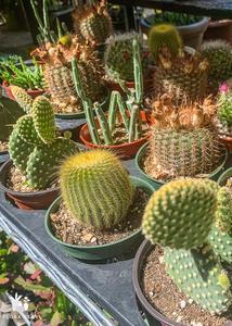4 Assorted Cacti Tray Cheap Original