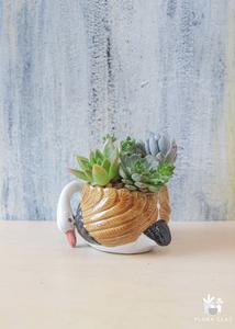 Swan Succulents Discount Get To Buy