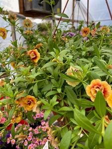 10 Calibrachoa Hanging Basket For Cheap Sale Online