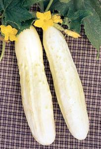 Bianco Lungo Cucumber - 30 seeds Discount Cheap Online