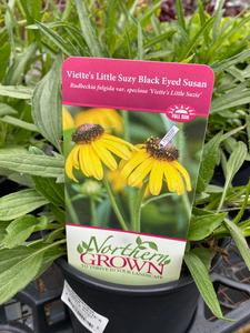Black eyed susan Wholesale Pice Cheap Online