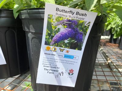 Butterfly Bush Cheap Sale 2025 Newest