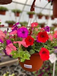 10 Wave Petunia Hanging Basket Clearance Footlocker Pictures