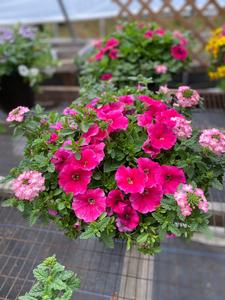 13 Mixed Patio Container Sale Recommend